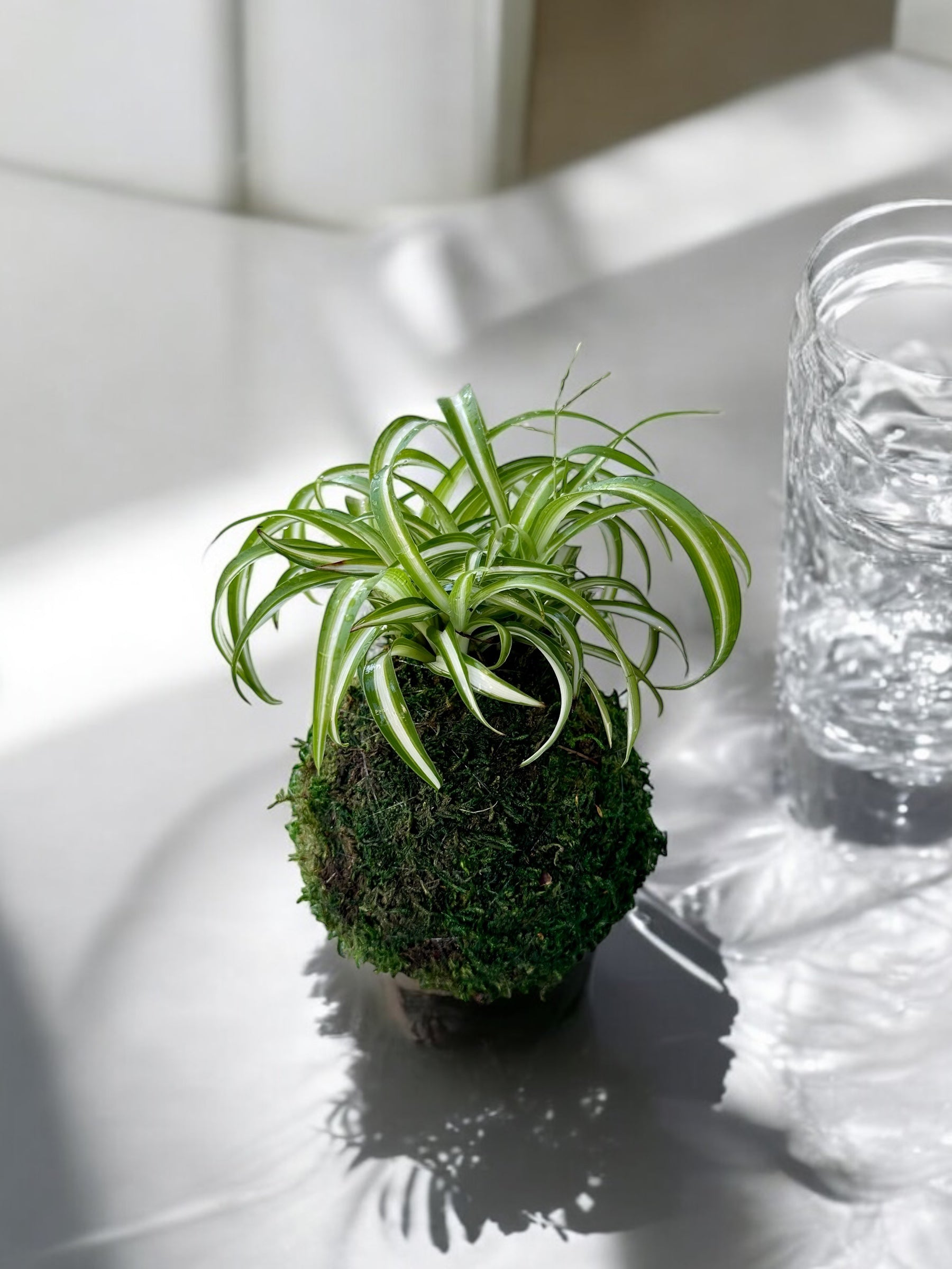 spider plant vase Spider plant (Chlorophytum comosum) Kokedama