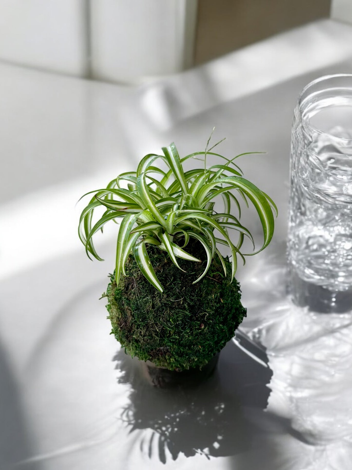 Spider plant (Chlorophytum comosum) Kokedama - Moss ball, One of NASA’s ‘Top Clean Air Plants!