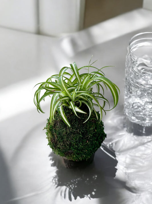 Spider plant (Chlorophytum comosum) Kokedama - Moss ball, One of NASA’s ‘Top Clean Air Plants!