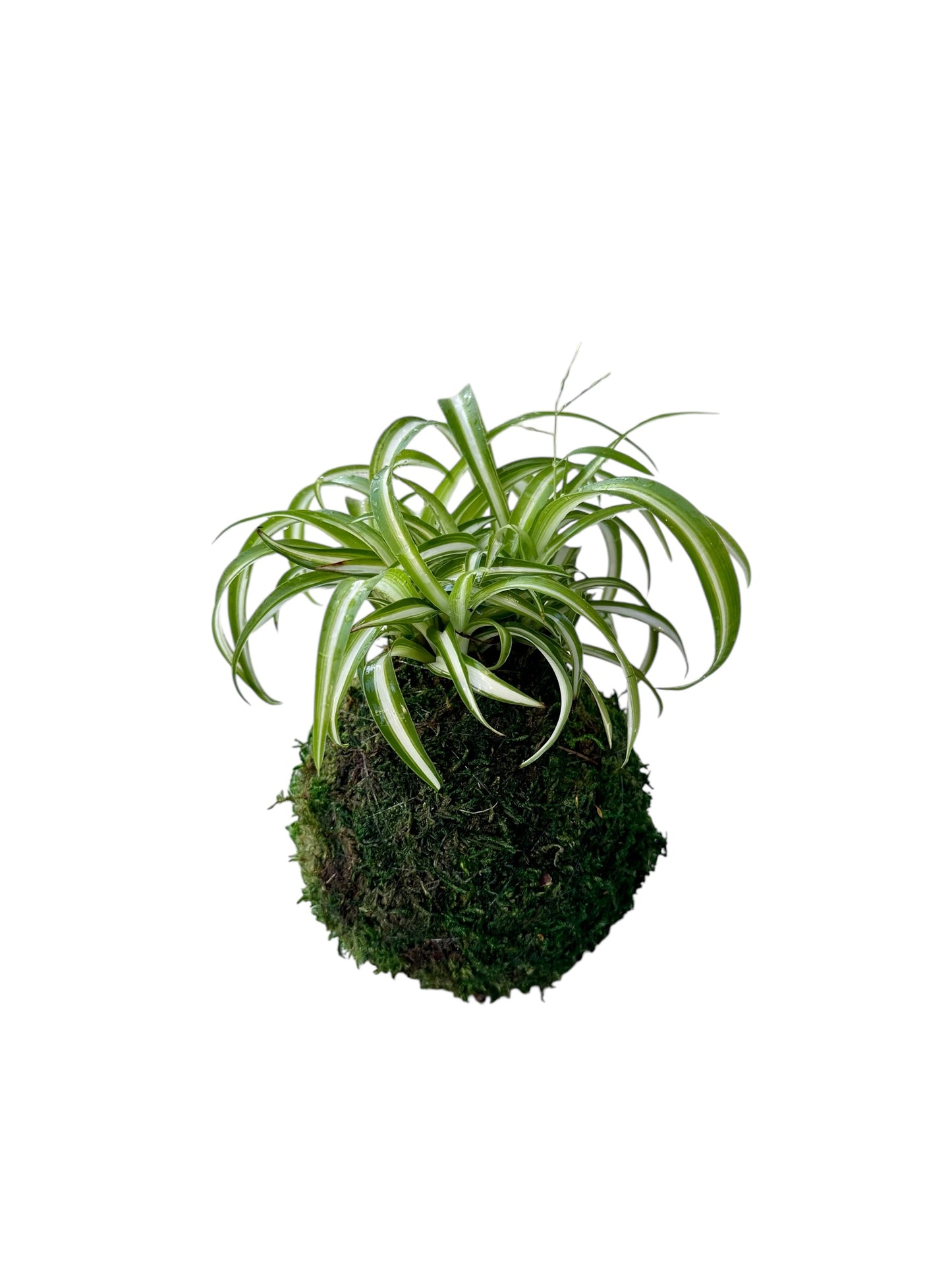 Spider plant (Chlorophytum comosum) Kokedama - Moss ball, One of NASA’s ‘Top Clean Air Plants!
