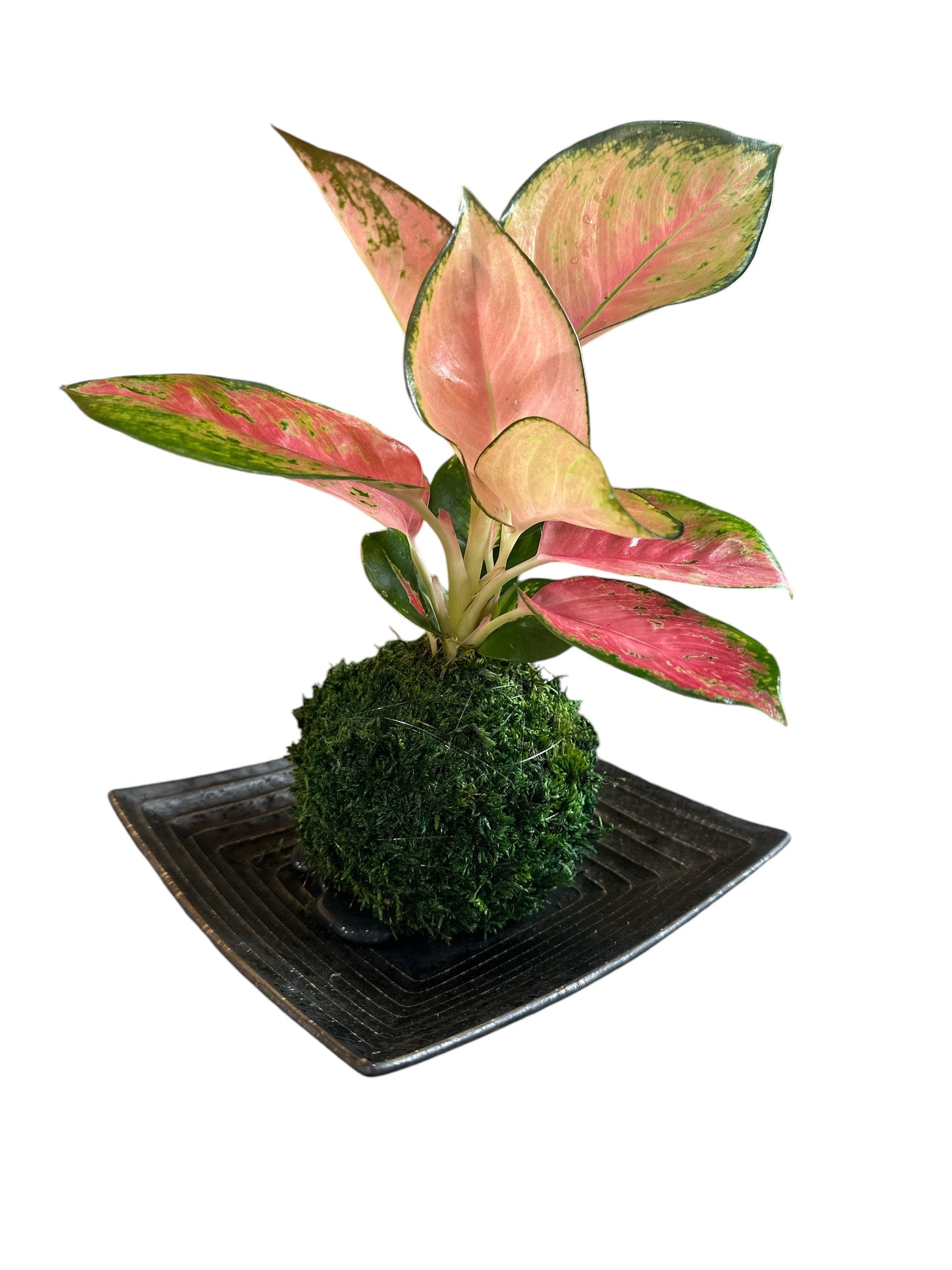Pink Aglaonema kokedama
