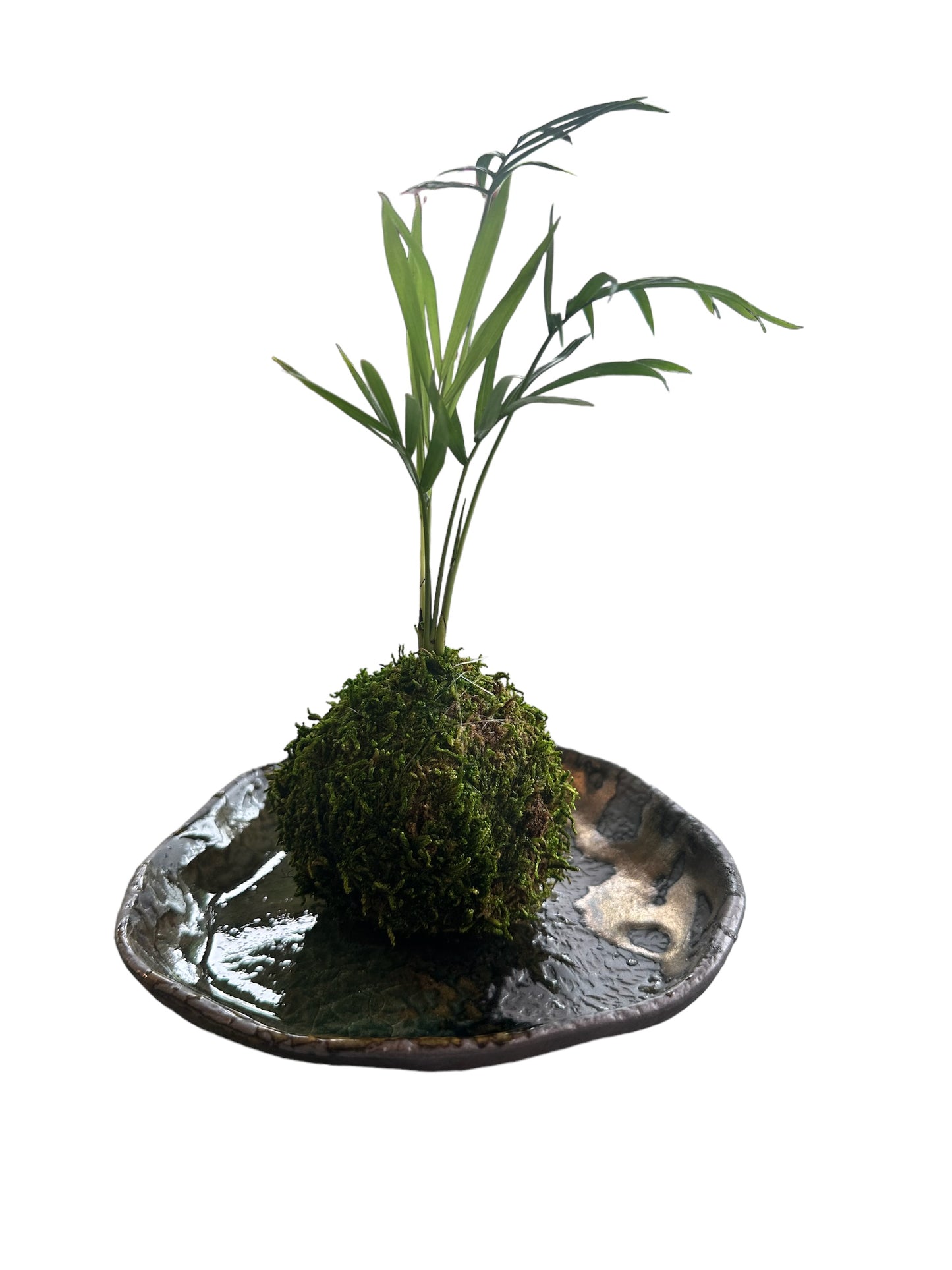 Verdant mosaic artisan saucer for medium kokedama