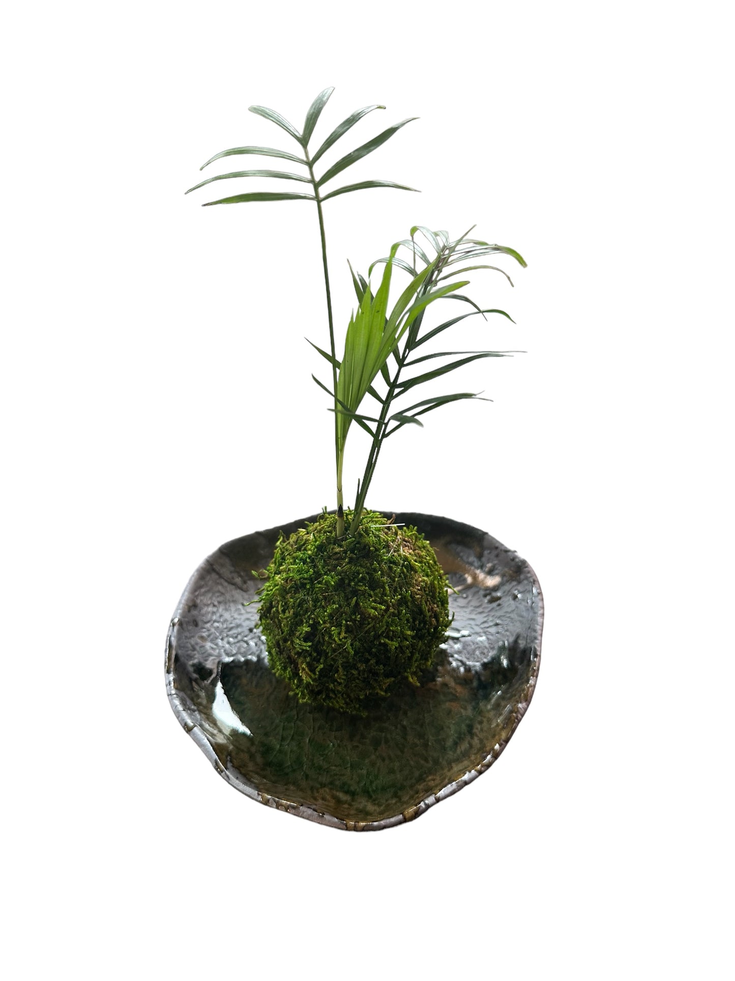 Verdant mosaic artisan saucer for medium kokedama