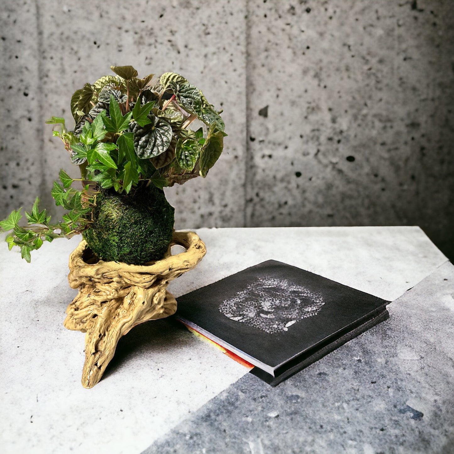 Purple Ripple peperomia and ivy arranged Kokedama - Moss ball, Japanese ancient botanical technique.