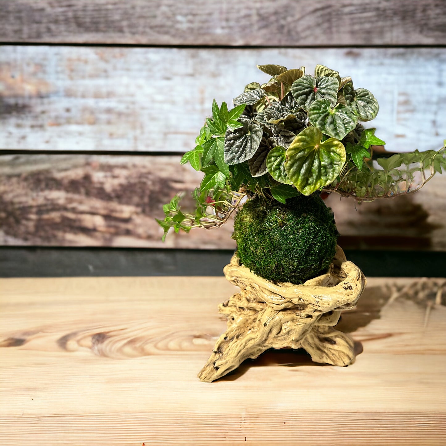 Purple Ripple peperomia and ivy arranged Kokedama - Moss ball, Japanese ancient botanical technique.