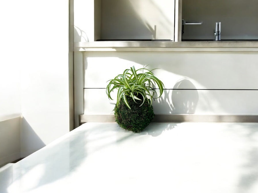 Spider plant (Chlorophytum comosum) Kokedama - Moss ball, One of NASA’s ‘Top Clean Air Plants!