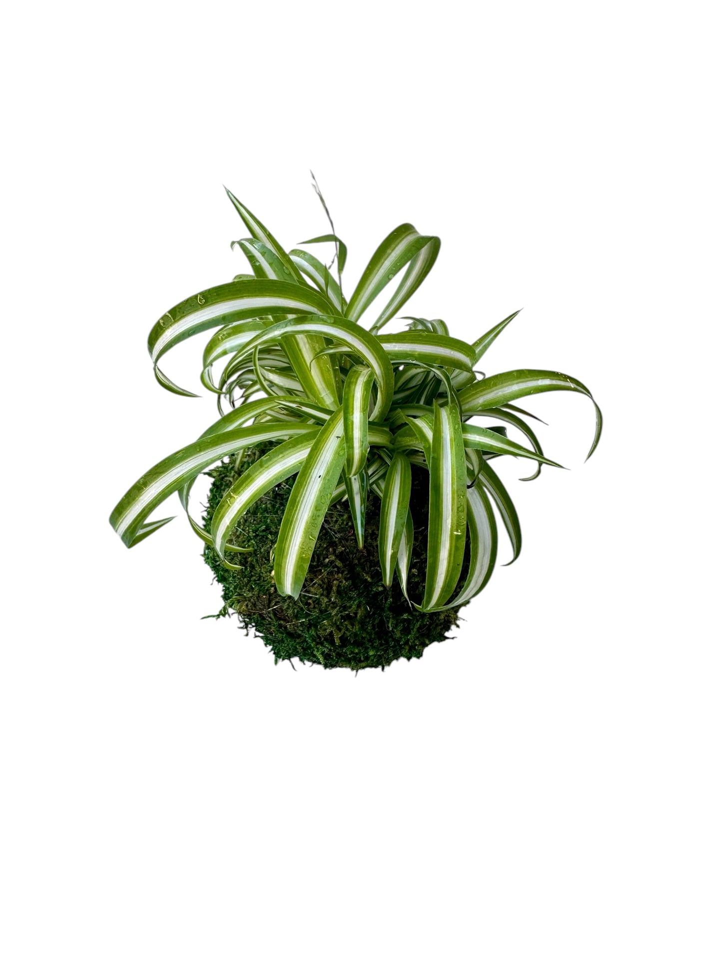 Spider plant (Chlorophytum comosum) Kokedama - Moss ball, One of NASA’s ‘Top Clean Air Plants!