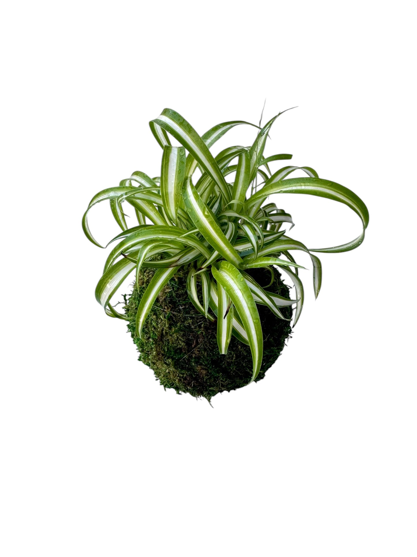 Spider plant (Chlorophytum comosum) Kokedama - Moss ball, One of NASA’s ‘Top Clean Air Plants!