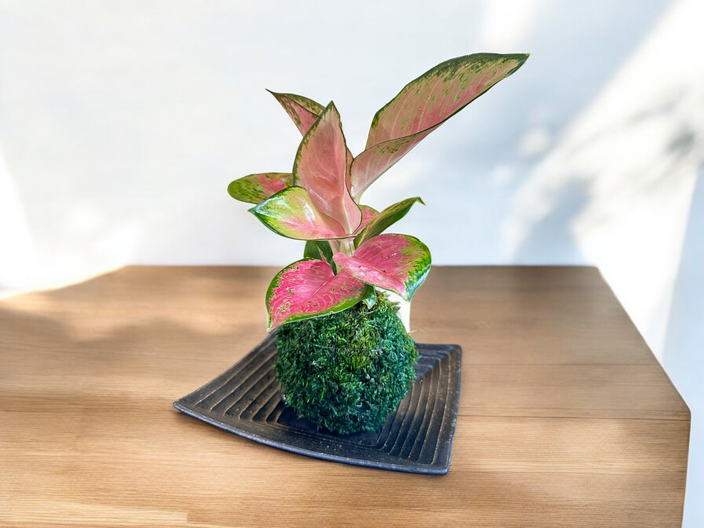 Pink Aglaonema kokedama
