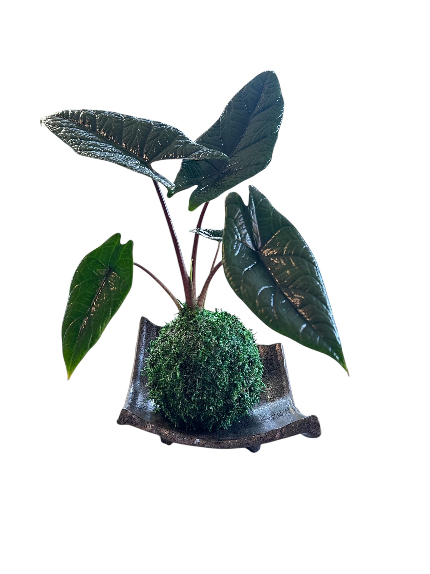 Alocasia scalprum Kokedama, striking tropical plant known for its elongated, blade-like leaves