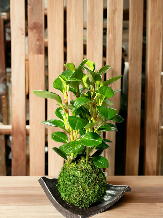 Green Peperomia Kokedama, Japanese traditional indoor moss ball garden