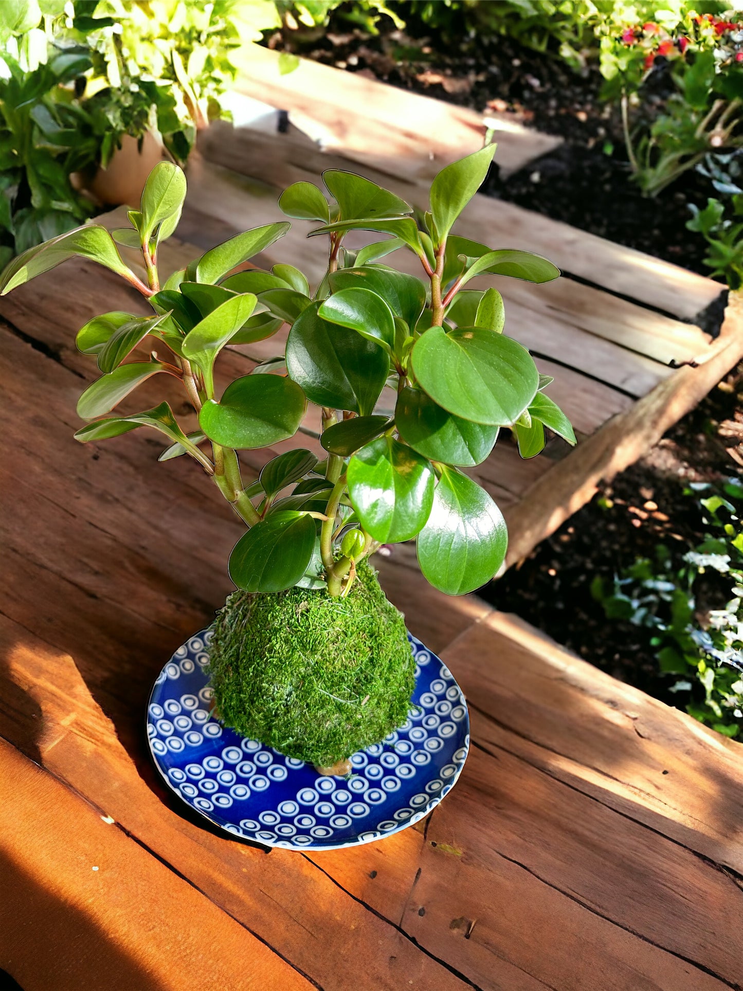 Plate, Large Saucer for Kokedama Shibori design deep blue/white two type