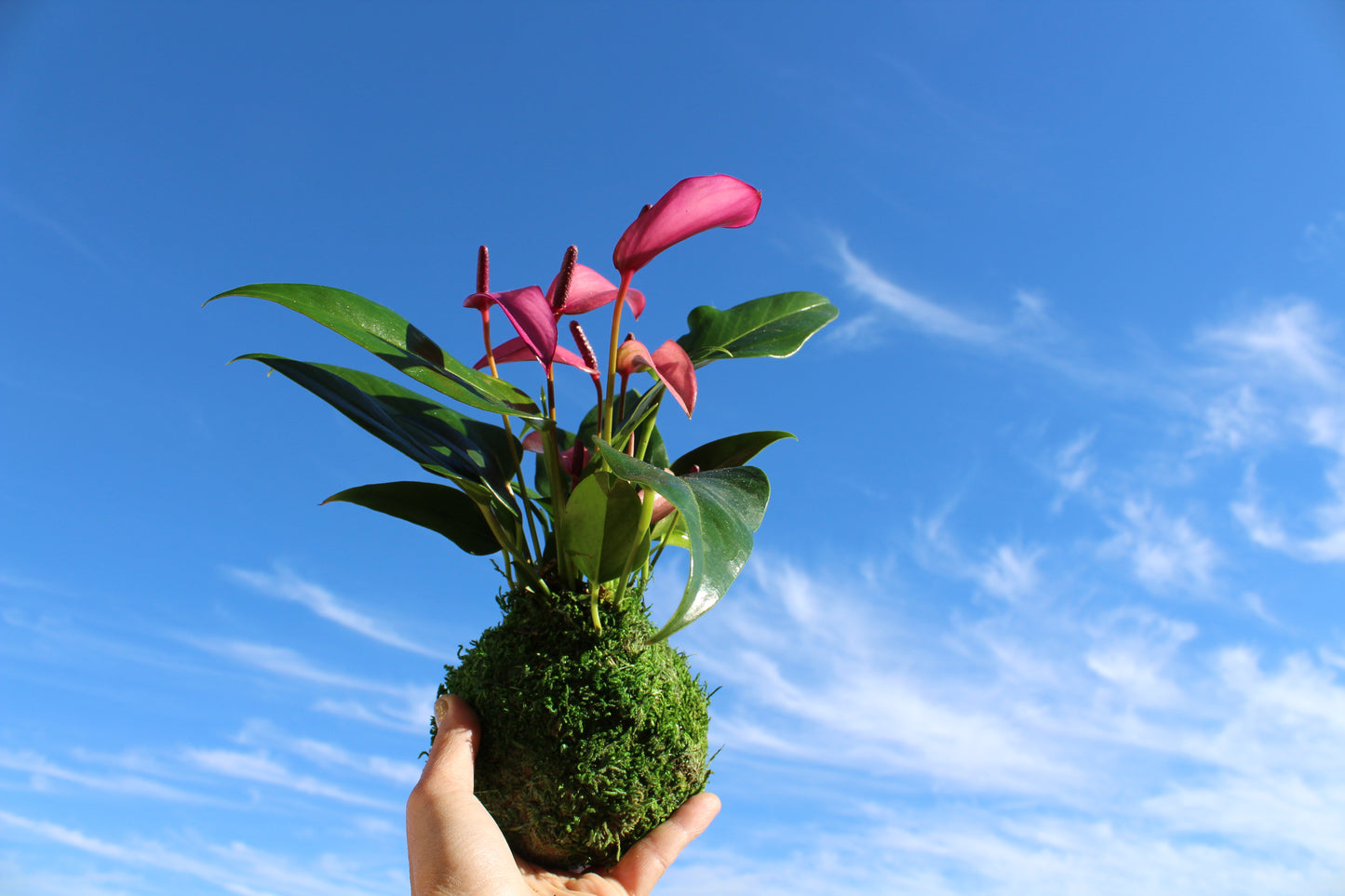 Valentine's Gift: Anthurium Kokedama with gift wrapping!  Reserve your gift! Order early!
