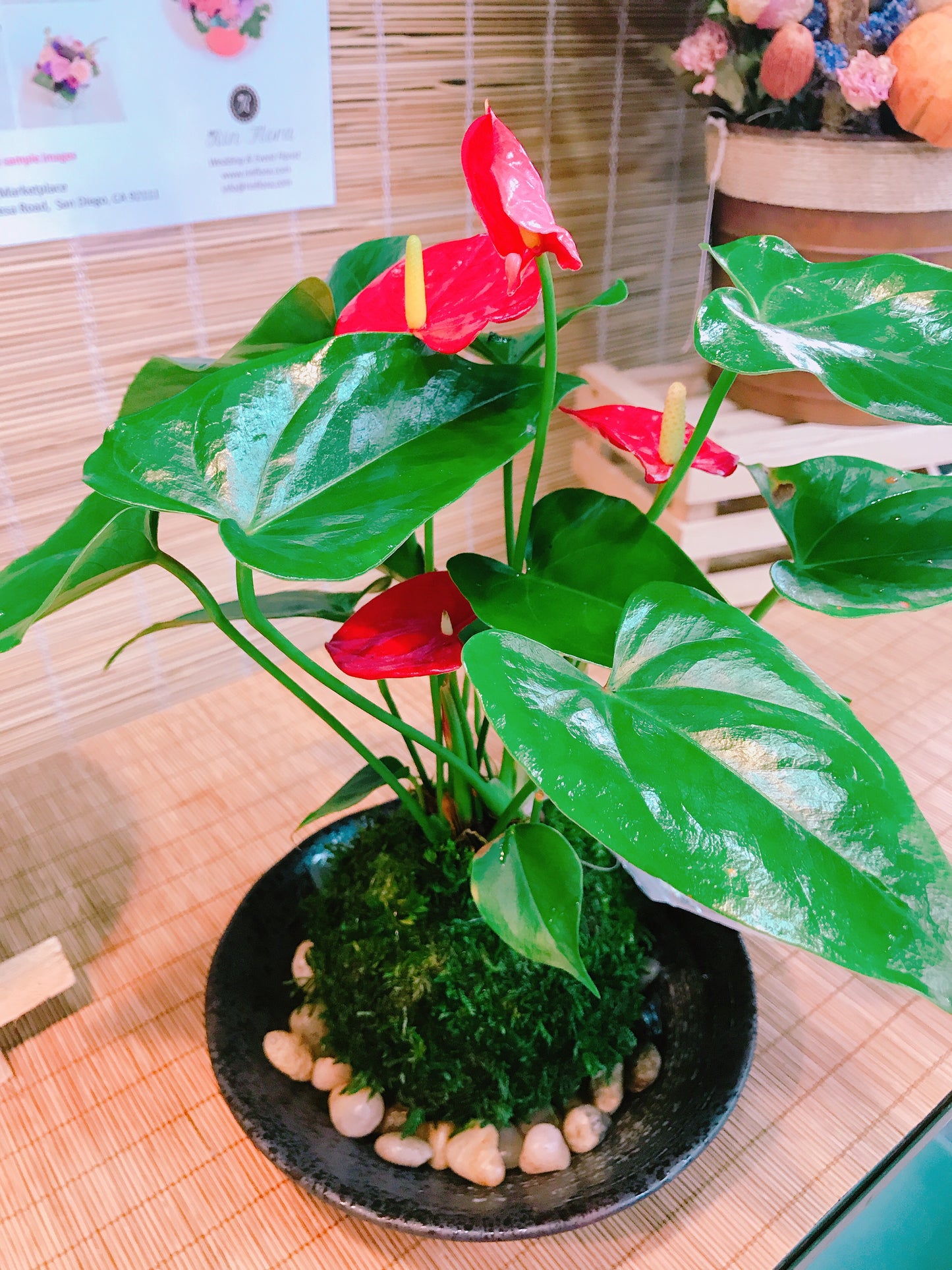 Red Anthurium Kokedama - Moss ball, Japanese ancient botanical technique.