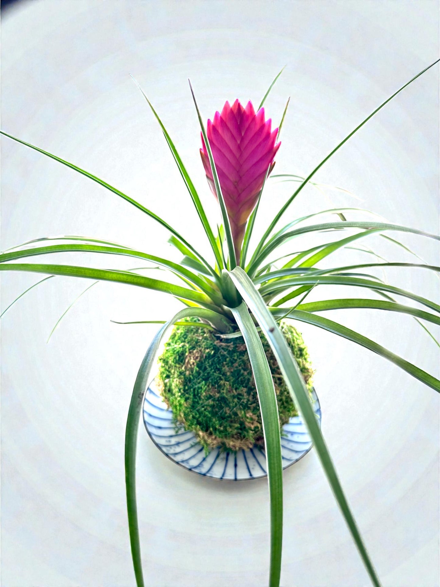 Indigo Radiance Kokedama Saucer, wafu design saucer 6.5" x 1"