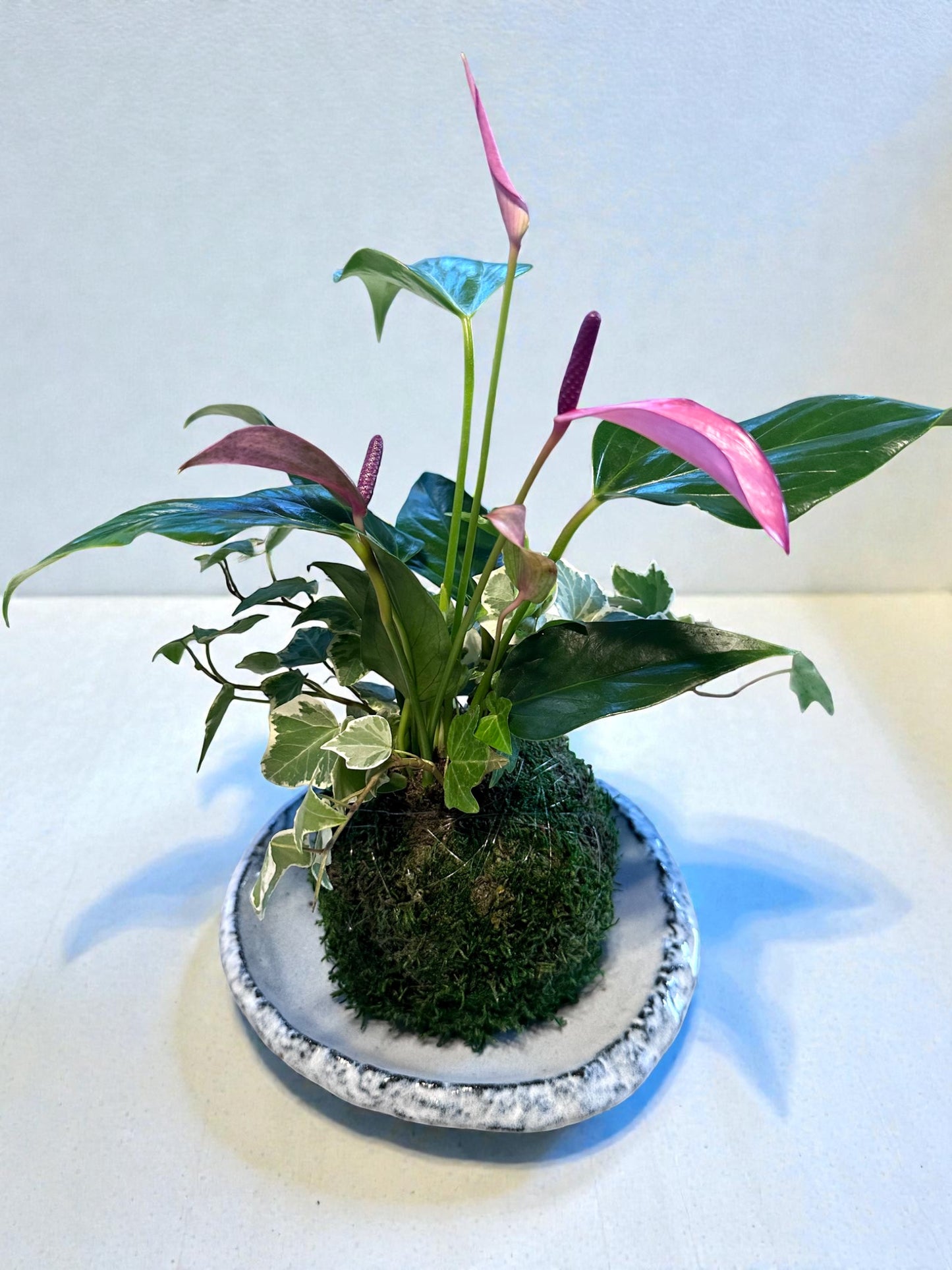 Unique roundish grazed light blue color with beautiful painting design ceramic saucers for Medium to large Kokedama. 7.5" x 7.5" x 1.25"