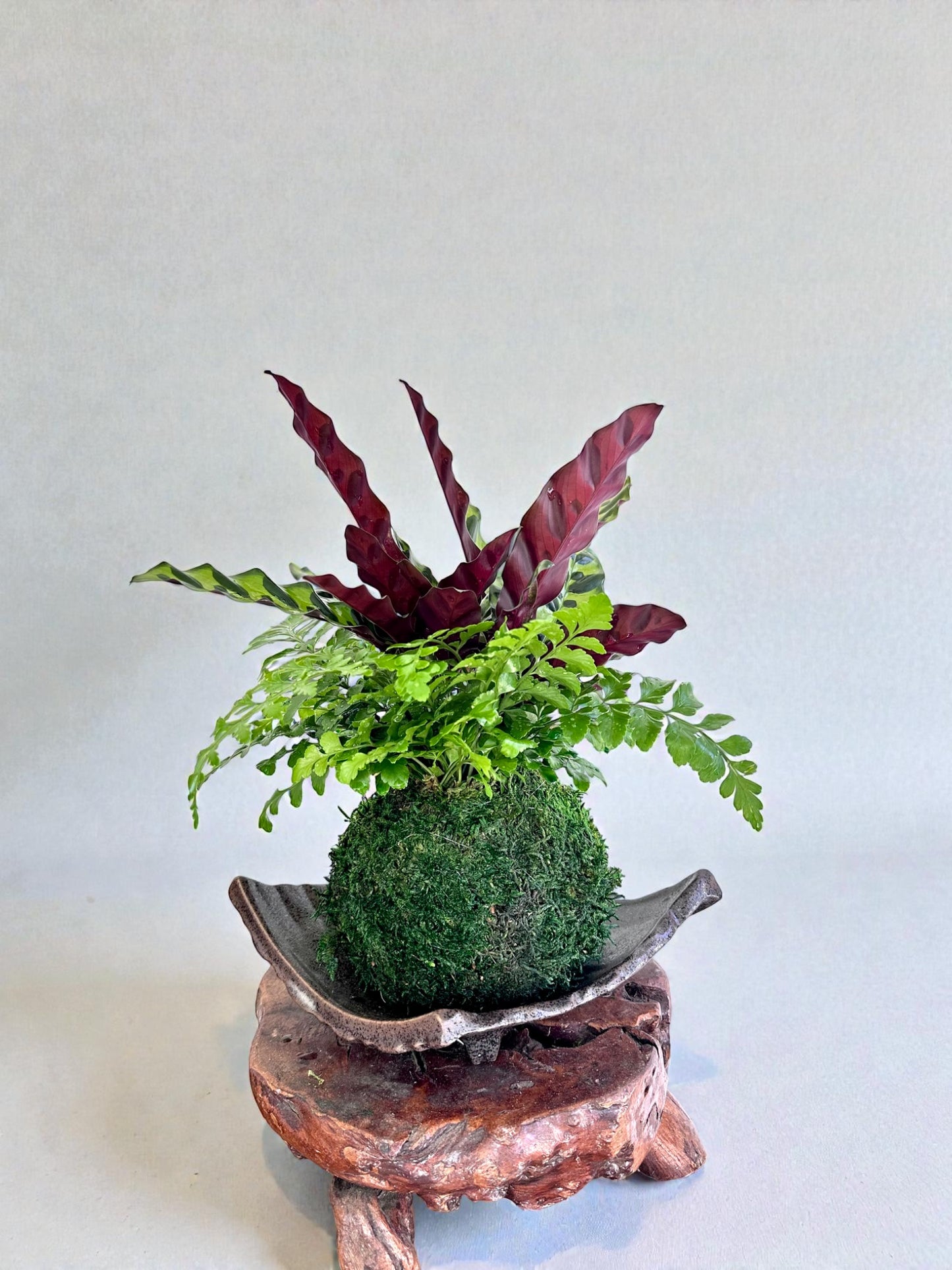 Calathea Rattlesnake with fern, Kokedama - Bonsai Moss ball - Japanese house plant decoration