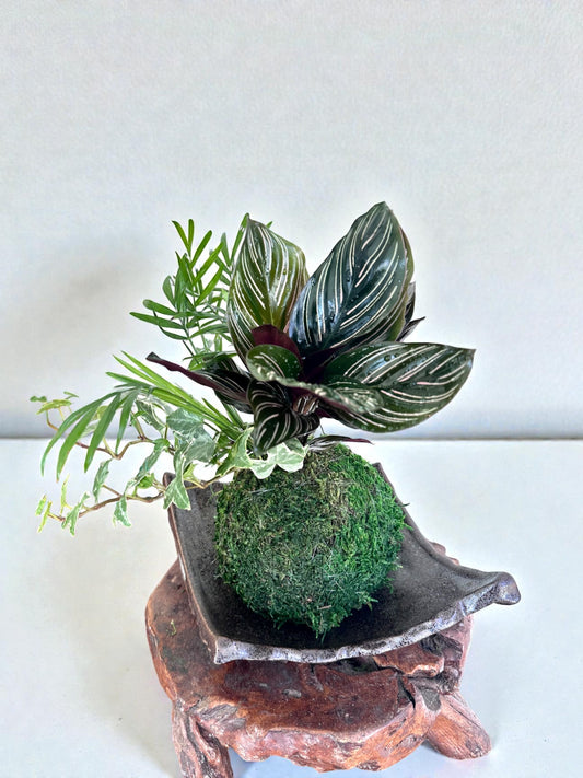 Calathea Pin arrangement - Stripped Ornata Starter Plant Kokedama - Bonsai Moss ball - house decor with Japanese technique plants! (Copy)