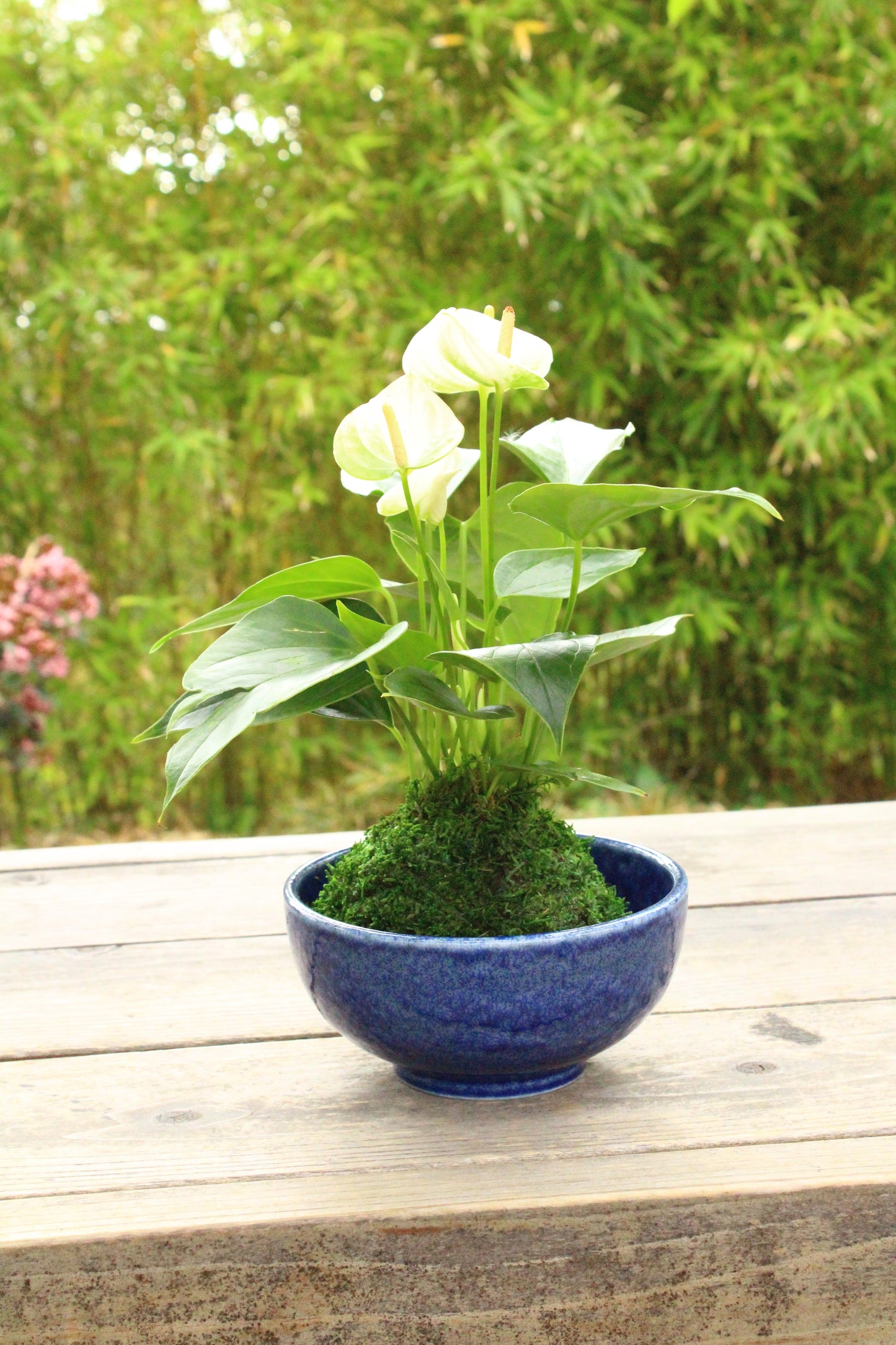 Valentine's Gift: Anthurium Kokedama with gift wrapping!  Reserve your gift! Order early!