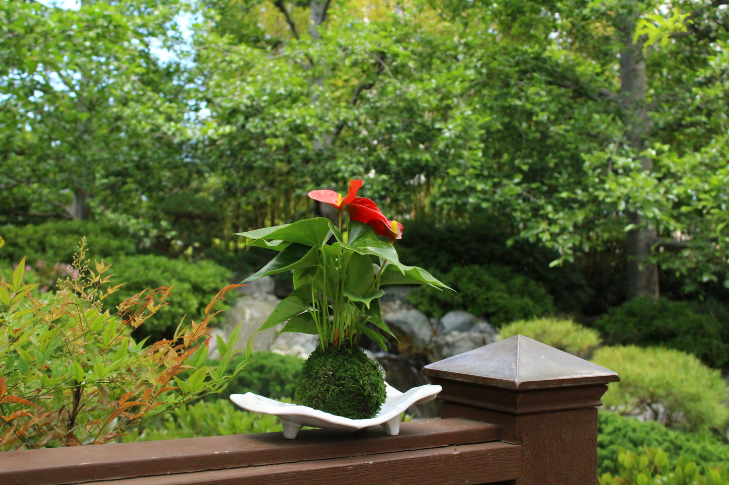 Red Anthurium Kokedama - Moss ball, Japanese ancient botanical technique.