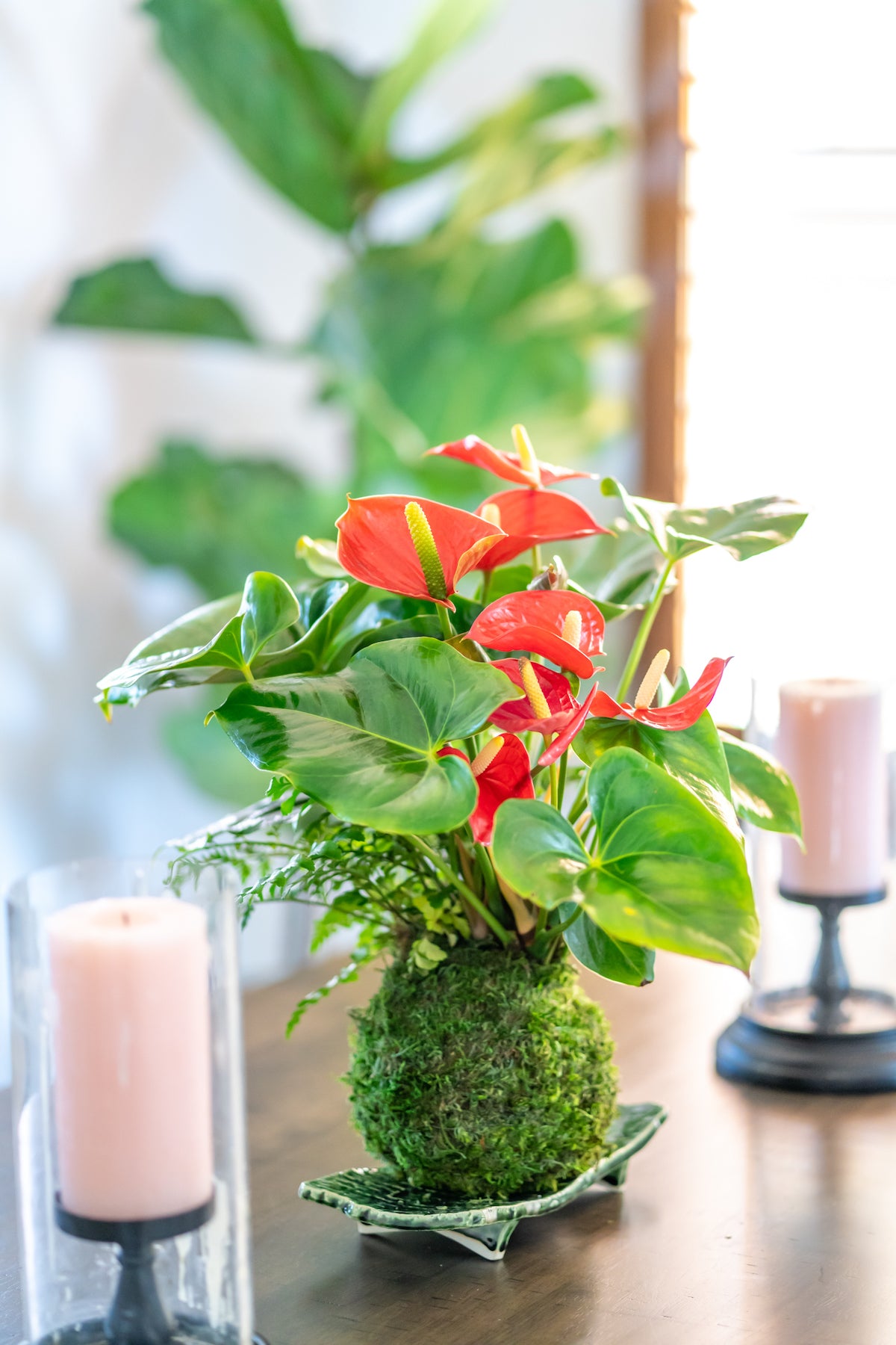 Anthurium and Fern arranged kokedama -- Bonsai Moss ball - house decor with Japanese technique plants!