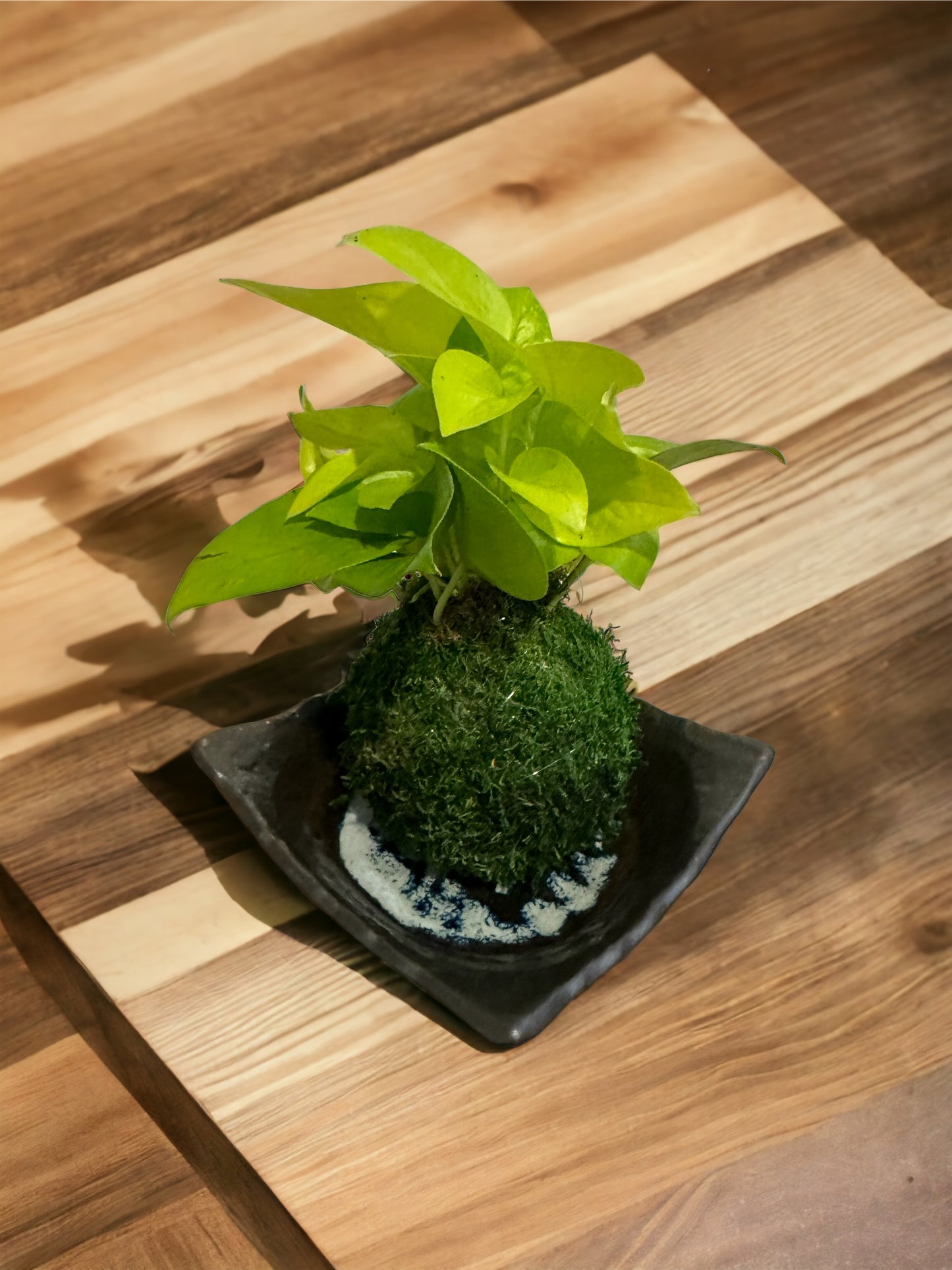 Japanese saucer black square saucer with blush design