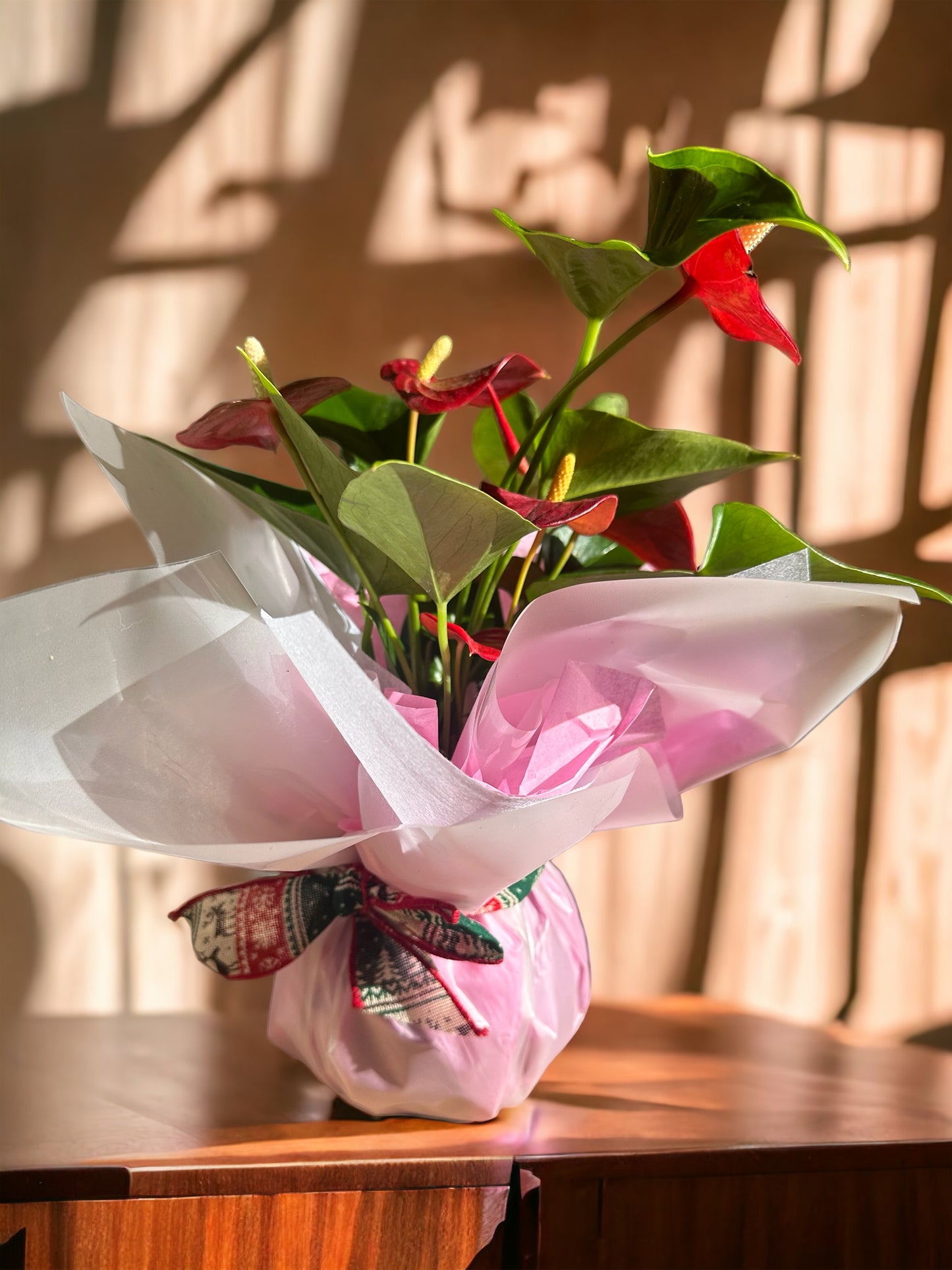 Kokedama Gift Wrapping