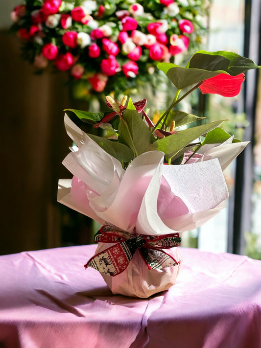 Kokedama Gift Wrapping