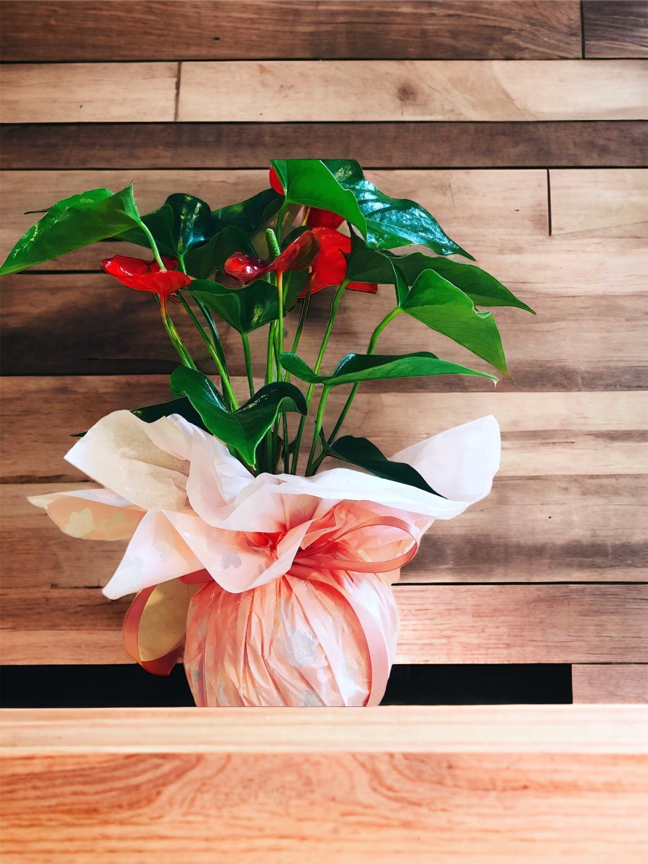Kokedama Gift Wrapping