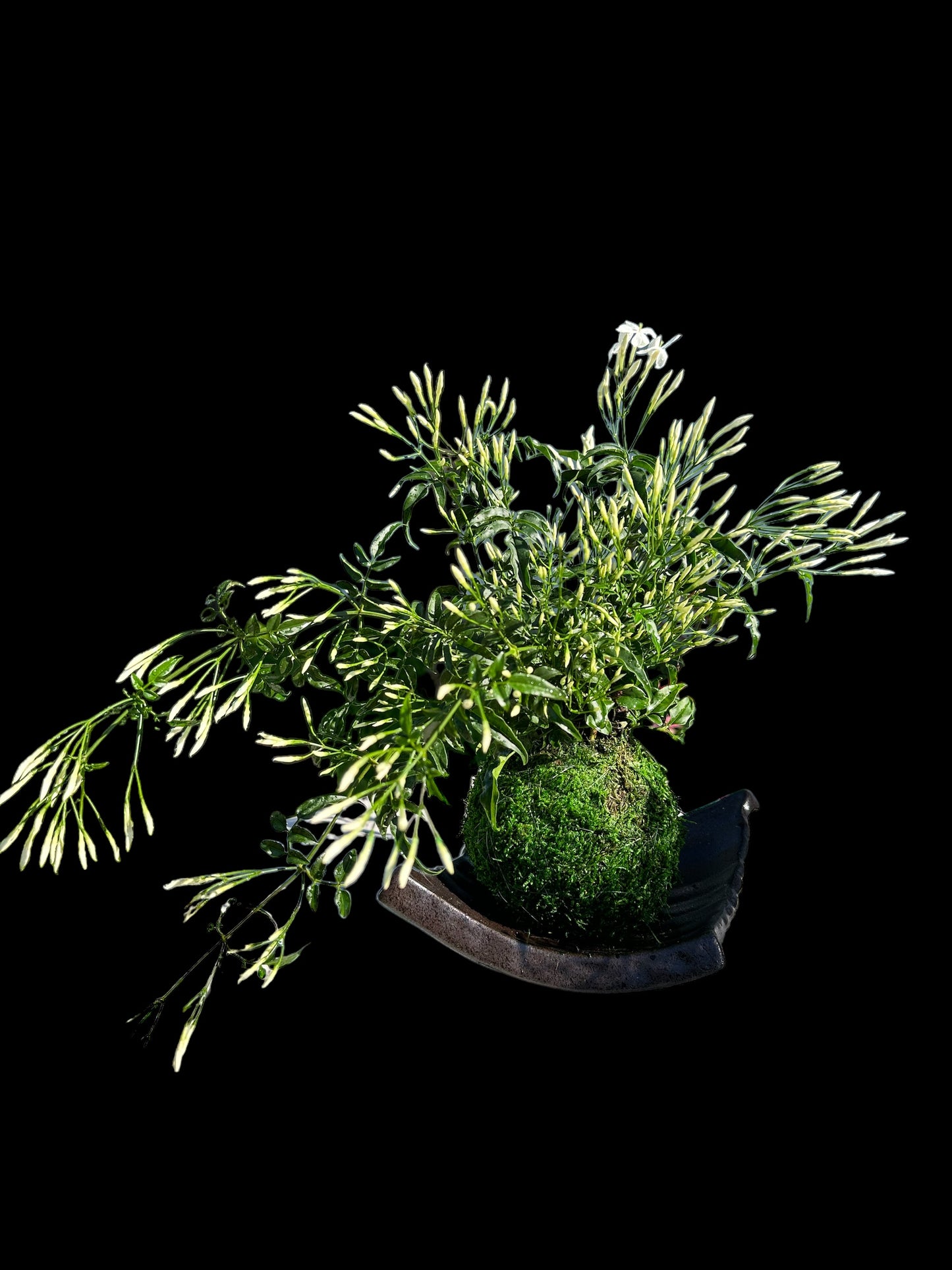 Jasmine Kokedama - Moss ball with beautiful Jasmine. Good for outdoor plant. Great gift idea!