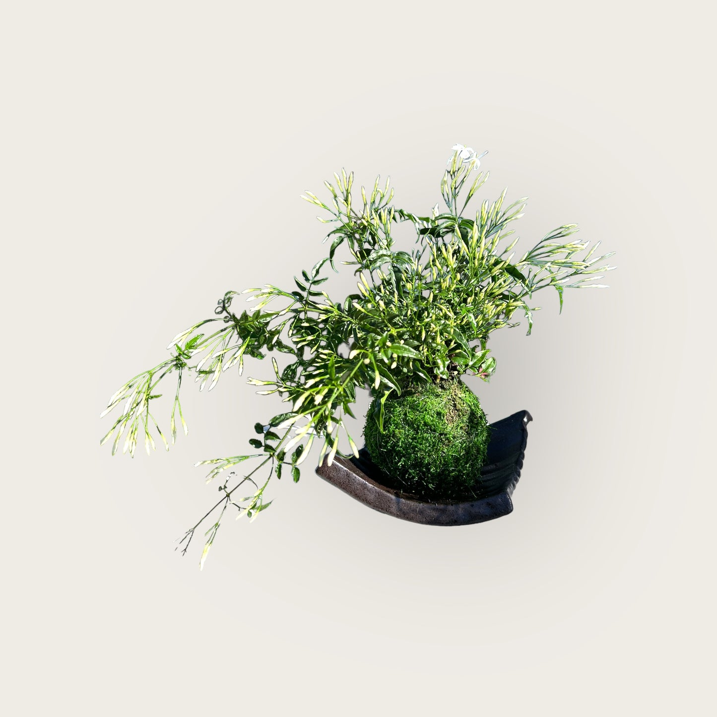 Jasmine Kokedama - Moss ball with beautiful Jasmine. Good for outdoor plant. Great gift idea!