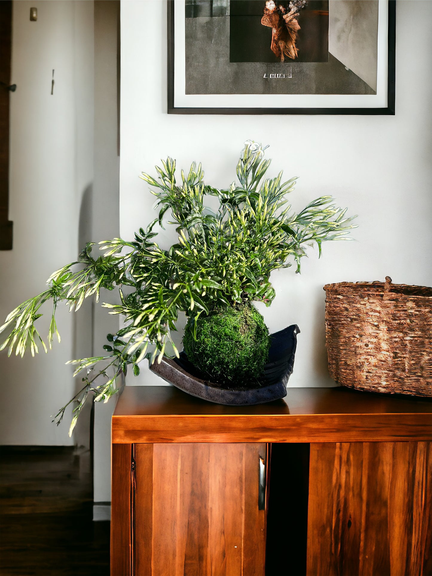 Jasmine Kokedama - Moss ball with beautiful Jasmine. Good for outdoor plant. Great gift idea!