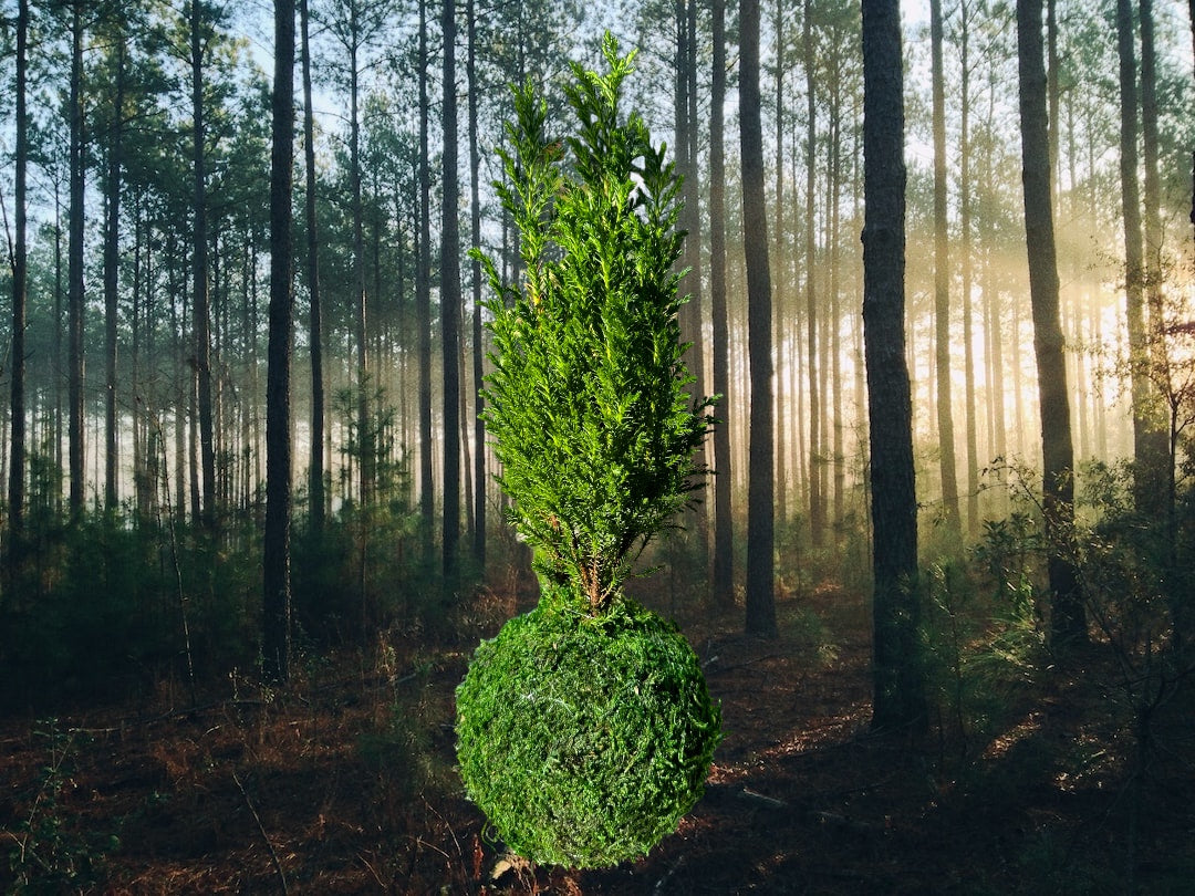 Euro Cypress Kokedama, Embracing the Essence of Nature.