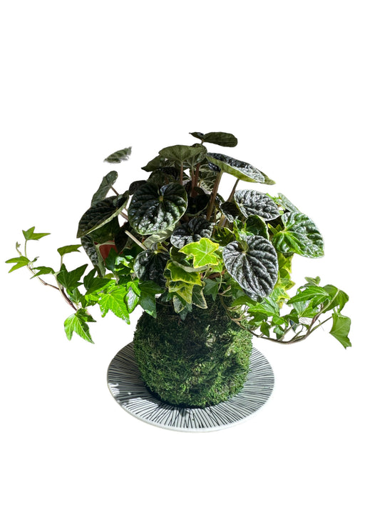 Ripple peperomia and ivy arranged Kokedama - Moss ball, Japanese ancient botanical technique.