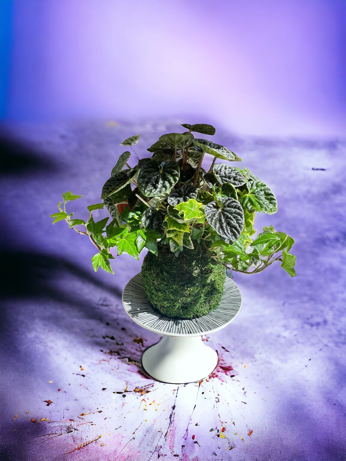 Ripple peperomia and ivy arranged Kokedama - Moss ball, Japanese ancient botanical technique.