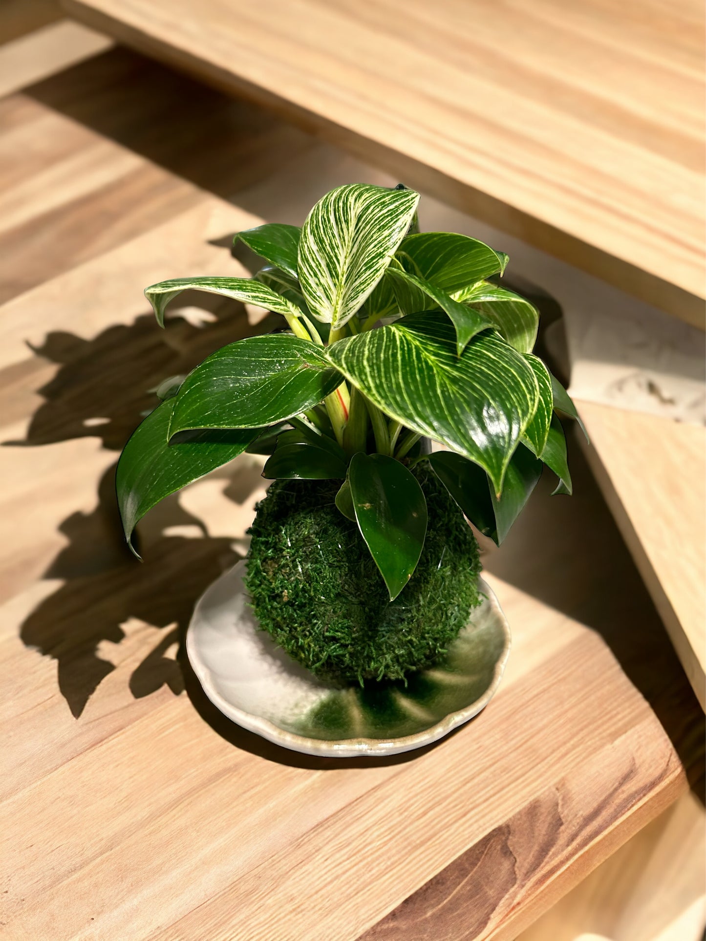 Round green grazed on white saucer Size 6.5" x 1" height