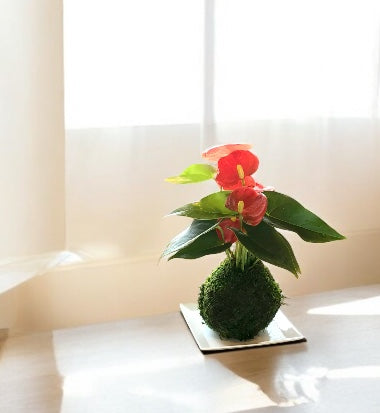 Valentine's Gift: Anthurium Kokedama with gift wrapping!  Reserve your gift! Order early!