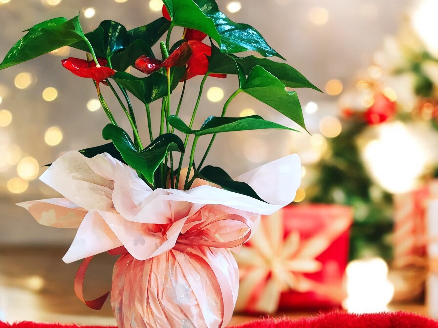 anthurium christmas Valentine's Gift: Anthurium Kokedama with gift wrapping! Reserve your