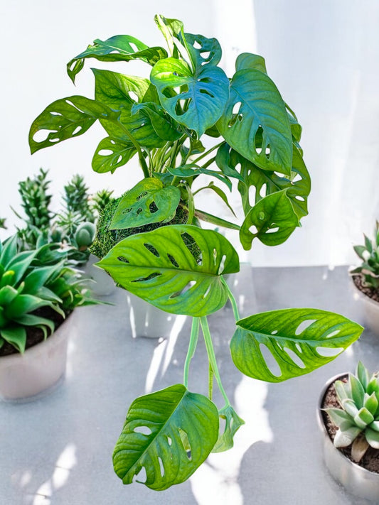 Hanging Monstera, little Swiss Cheese Plant Kokedama - Unique leaf design matches with any interior. Strong great house plant!