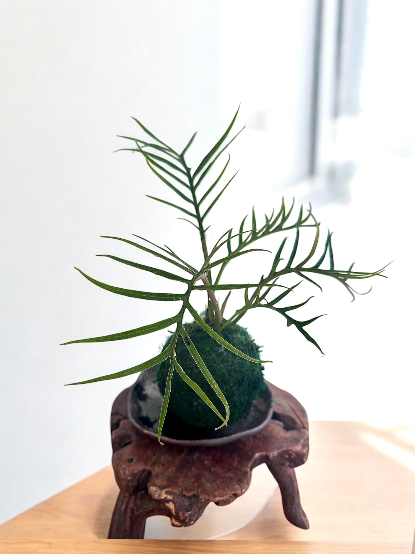 Philodendron Tortum Kokedama - Moss ball with Japanese botanical technique