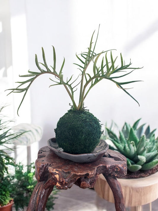 Philodendron Tortum Kokedama - Moss ball with Japanese botanical technique