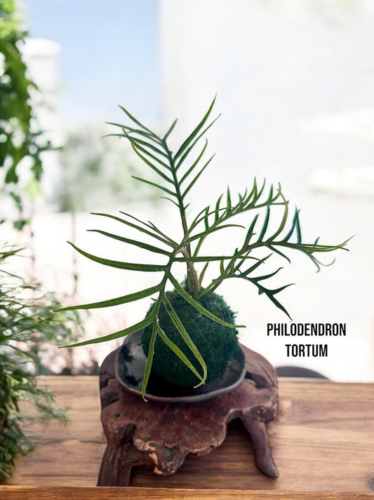 Philodendron Tortum Kokedama - Moss ball with Japanese botanical technique