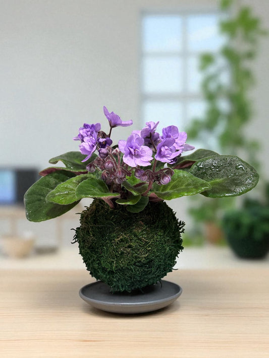 African Violet Kokedama - Moss ball, purple African Violet! Keep bloom perennial flowering plants.-