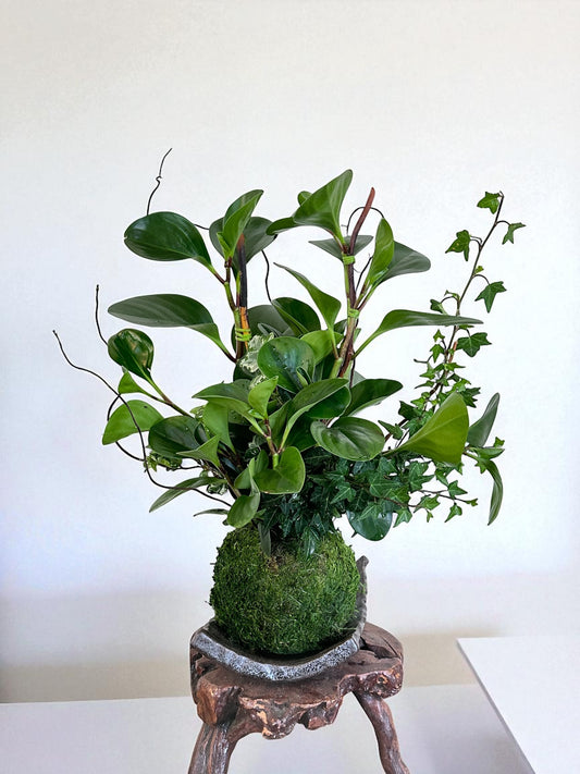 Large Peperomia, Ivy, and curly willow arranged Kokedama - Moss ball, Japanese botanical technique.