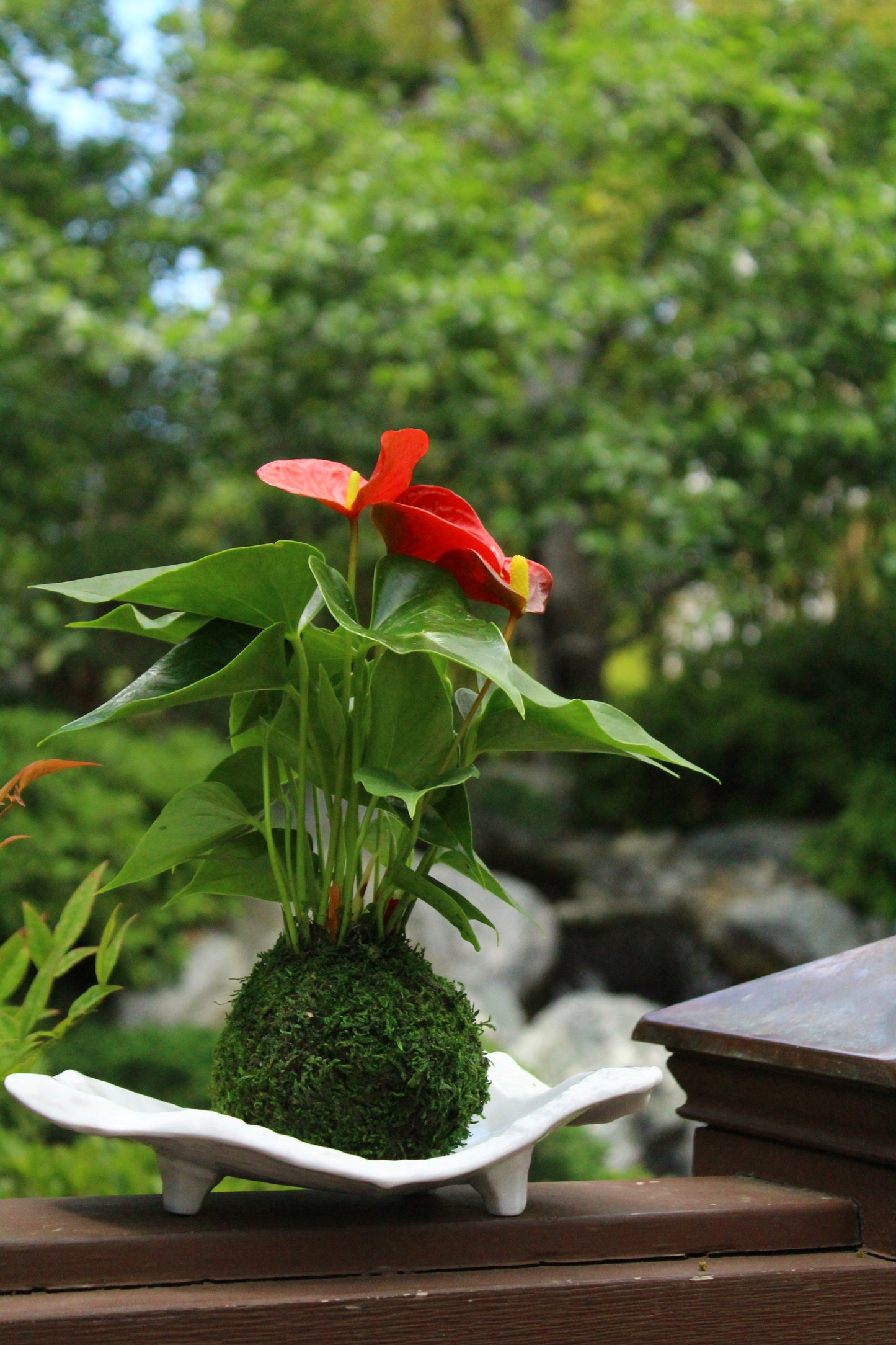 Red Anthurium Kokedama - Moss ball, Japanese ancient botanical technique.