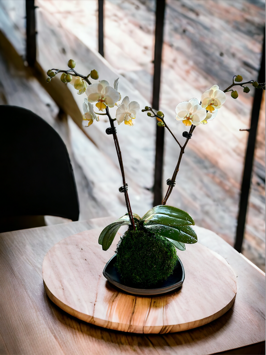 White Orchid Kokedama! Great gift for Mother's day, Birthday, House warming, you name it!