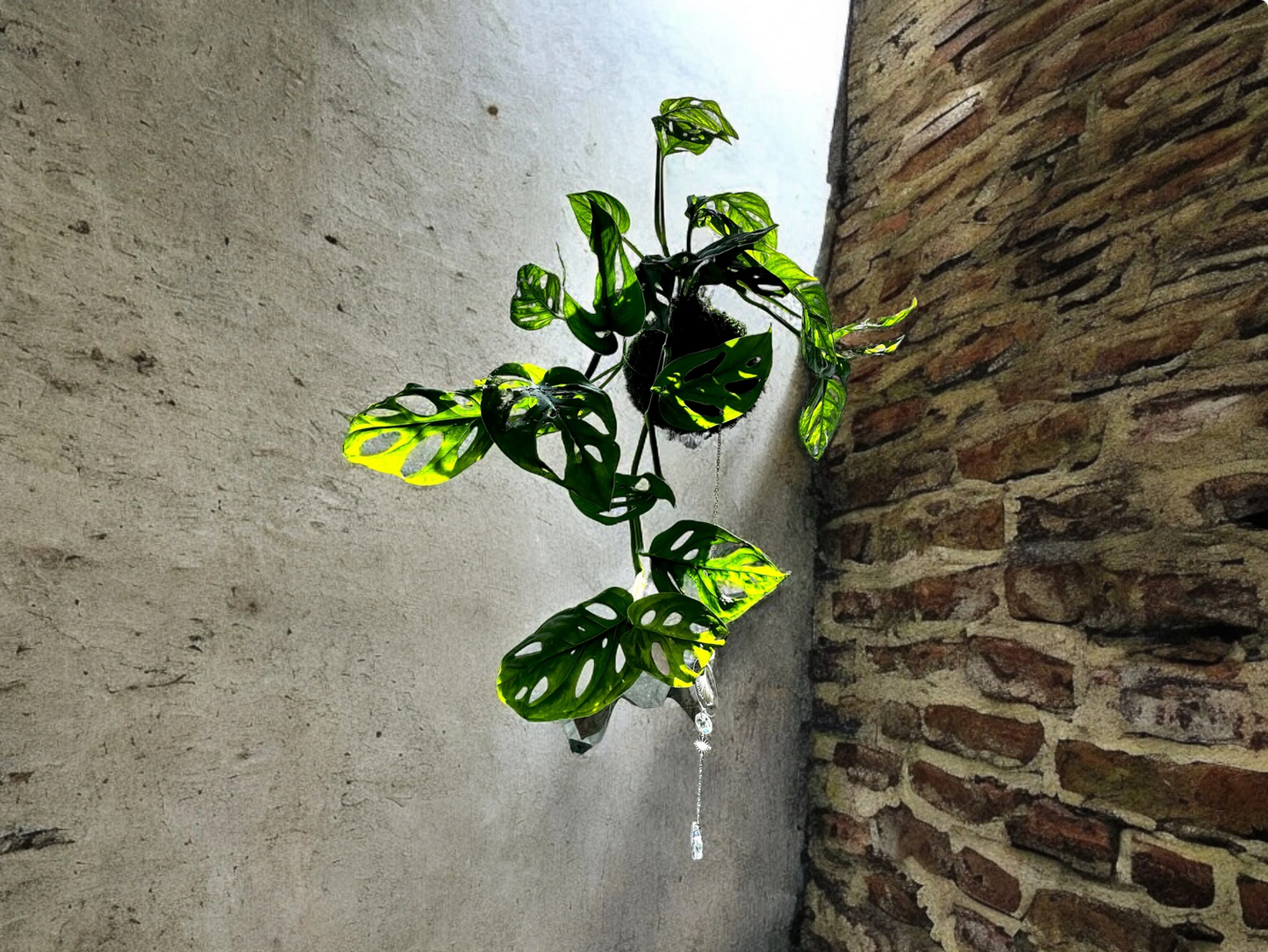 Hanging Monstera, little Swiss Cheese Plant Kokedama - Unique leaf design matches with any interior. Strong great house plant!
