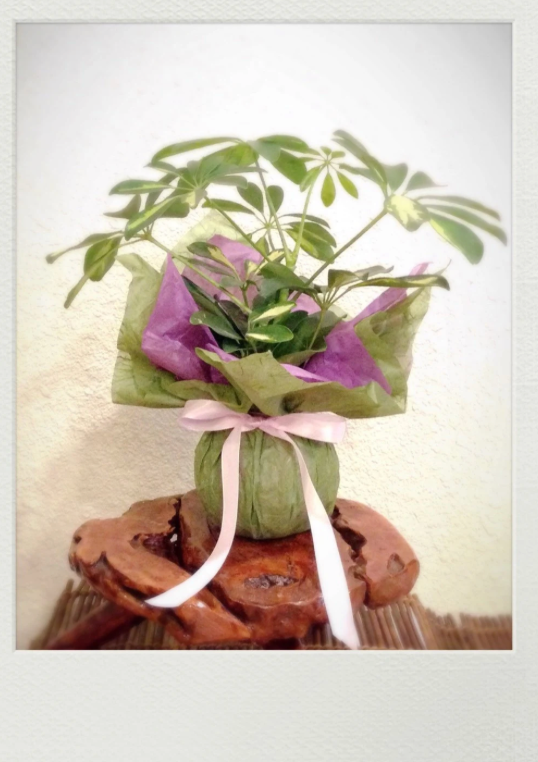 Gift Wrapping for Kokedama
