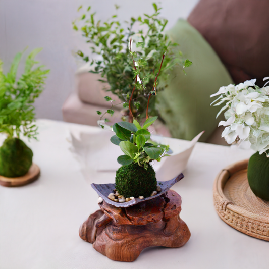 Arranged Kokedama with peperomia and ivy, Japanese traditional indoor moss ball garden
