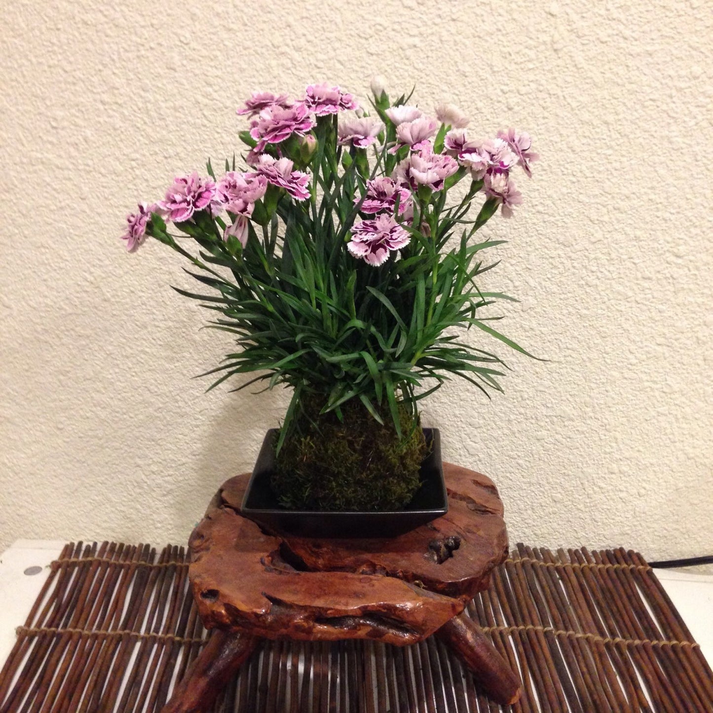 Carnation Kokedama - Moss ball with beautiful color carnation. Best gift for Mother's Day! Lots of new buds keep blooming!